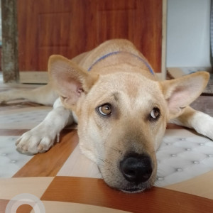 Missing: White-Brown Mix Male Indie Dog from Batahghuli , panjabari