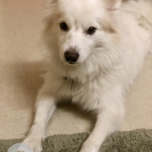 A White Pomeranian Dog Missing from Bengaluru