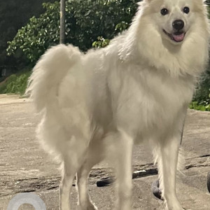 A White Pomeranian Dog Missing from Bengaluru-2