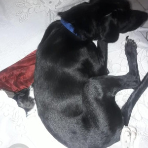 Black and White Female Indie Dog is Missing from Sant nagar east of kailash-3