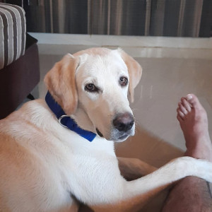 Missing: White Male Labrador Dog from Plot no 9, kale layout bengeri-3
