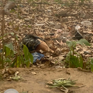 Missing: Dusky Male Indie Dog from Vyapar Kendra market, Sushant Lok-1, sector-43, Gurgaon-2