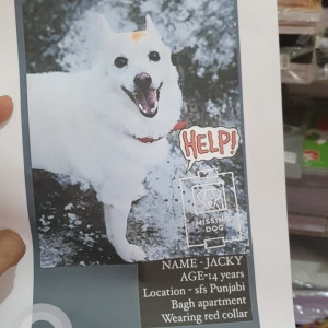 Missing: White Male Pomeranian Dog from Punjabi bagh