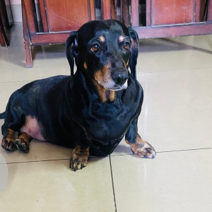Missing: Black Female Dachshund Dog from Exotica dreamville apartments