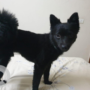 Missing: Black Male Pomeranian and Spitz Mix Dog from Sector 168, Noida-4