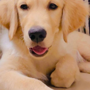 Missing: Golden Female Golden Retriever Dog from Rohini sector 3 new delhi