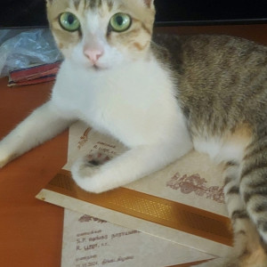 Missing: Grey-White Mix Male Native Cat from Ayyappanthangal,Chennai