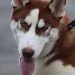 Missing: Black and White Male Husky Dog from Shree Balaji Upvan-4