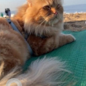 Fiona is missing from Shalimar Hotel Kurla West-2