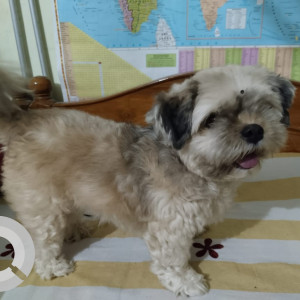 Our Pet fluffy is missing from hanuman garh. Please help to find him-2