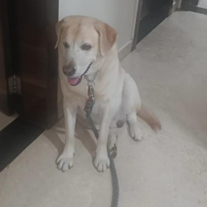 My pet Fluffy is missing. Please help me to find him-2