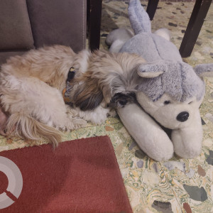 Found a dog of breed Shih Tzu, without any collar at Indiranagar-3