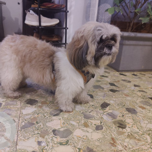 Found a dog of breed Shih Tzu, without any collar at Indiranagar-2