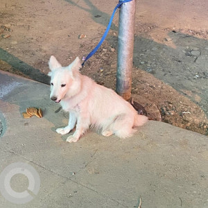 Found Abandoned Dog in HSR 7th Sector, Bengaluru