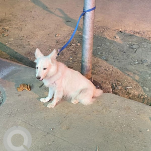 Found Abandoned Dog in HSR 7th Sector, Bengaluru-3