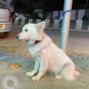 Found Abandoned Dog in HSR 7th Sector, Bengaluru-2