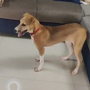 A White-Brown Mix Indie Dog Missing from Arkavathy Layout, Bengaluru