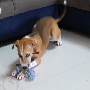 A White-Brown Mix Indie Dog Missing from Arkavathy Layout, Bengaluru-2