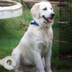 Our Pet Frost the Golden Retriever is missing from Kattamnallur Flyover-2