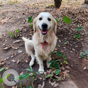 Our Pet Frost the Golden Retriever is missing from Kattamnallur Flyover