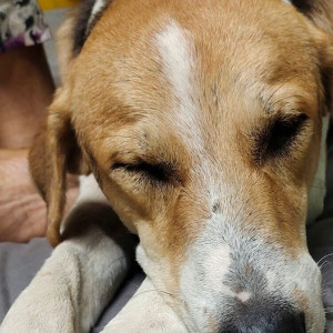 A pet dog is missing from Hydershahkote-2