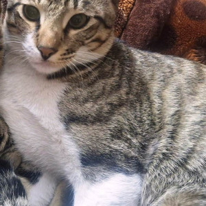 Missing: Grey-White Mix Male Indie Cat from Sector 36/37 Dividing Road Entering sector 36 Behind House No 236 Sector 36 A-2