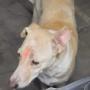 Indie dog found inside Ganga park mundhwa-2