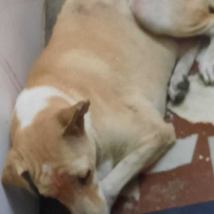 Indie dog found inside Ganga park mundhwa-3