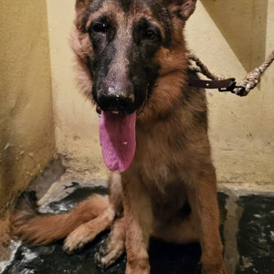 German shepherd male  found in Madhapur