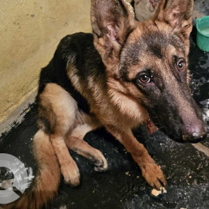 German shepherd male  found in Madhapur-2