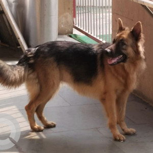 German Shepherd has been found in Sainik Sweet Ashok nagar-2