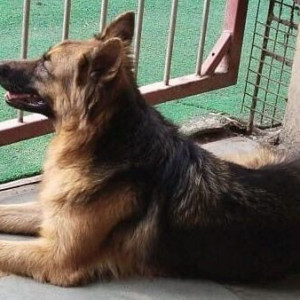 German Shepherd has been found in Sainik Sweet Ashok nagar-3