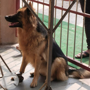 German Shepherd has been found in Sainik Sweet Ashok nagar
