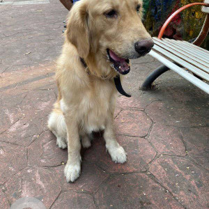 Golden retriever found near Sector 4 CBD Belapur near DY Patil School-2