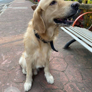 Golden retriever found near Sector 4 CBD Belapur near DY Patil School