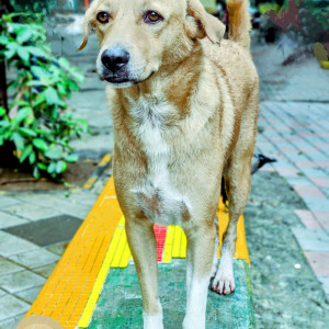 Our sweet dog Goldie an indie male is missing from Shivaji Park