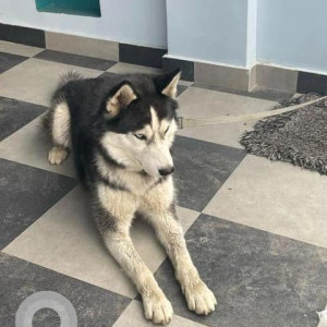 Male Husky was found in Gotthatar-2
