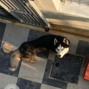 Male Husky was found in Gotthatar-3