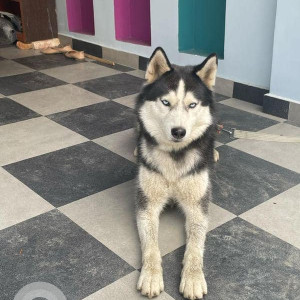 Male Husky was found in Gotthatar