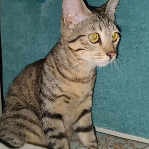 Grey cat with mottled stripes is missing from Vasuha Residency, Indiranagar