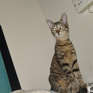 Grey cat with mottled stripes is missing from Vasuha Residency, Indiranagar-2