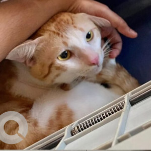 A indie cat is missing from 8th cross near Saffron hotel, Subhash Chandra Bose Road-2