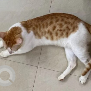 A indie cat is missing from 8th cross near Saffron hotel, Subhash Chandra Bose Road-3