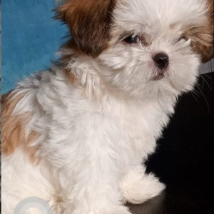 My pet dog Guchi  is missing from Chandigarh-3