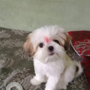 My pet dog Guchi  is missing from Chandigarh-2