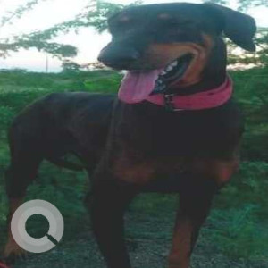 Dobar Mudhol is missing from Basaveshwara Nagar water tank ward no.7 satyanarayana layout-2