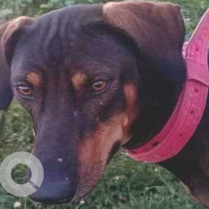 Dobar Mudhol is missing from Basaveshwara Nagar water tank ward no.7 satyanarayana layout-3