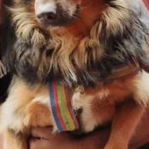 Hachi is missing from Manak Pura Sabzi Bazar, Shidi Pura Police Chawki, Karol Bagh-2