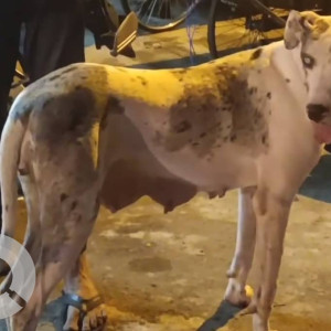 A pet dog is missing  from Hampinagar-2