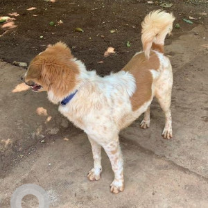 Found: White-Brown Mix Female Indie Dog from Jayanagar 1st block-2